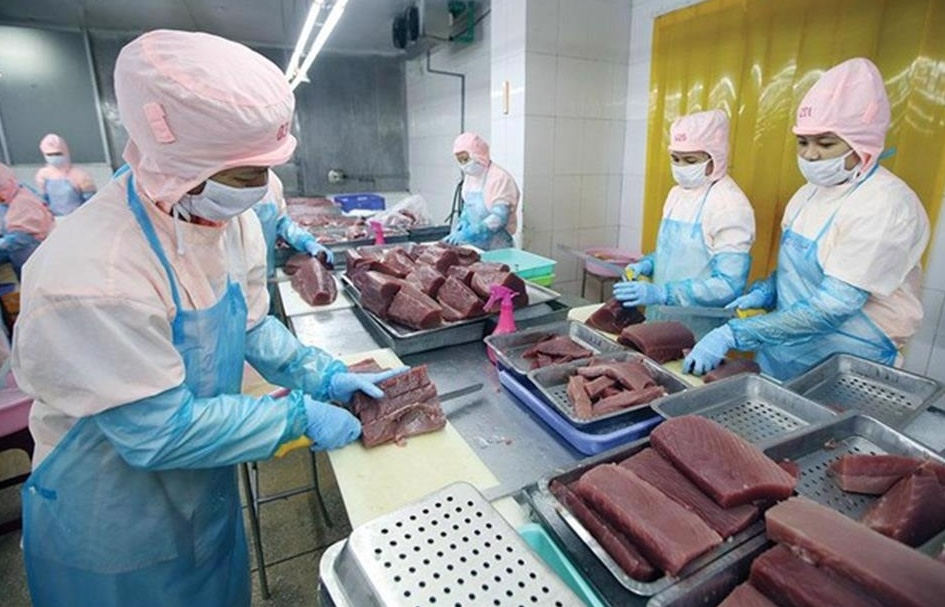 Xuất khẩu cá ngừ trong quý cuối năm khó có thể phục hồi