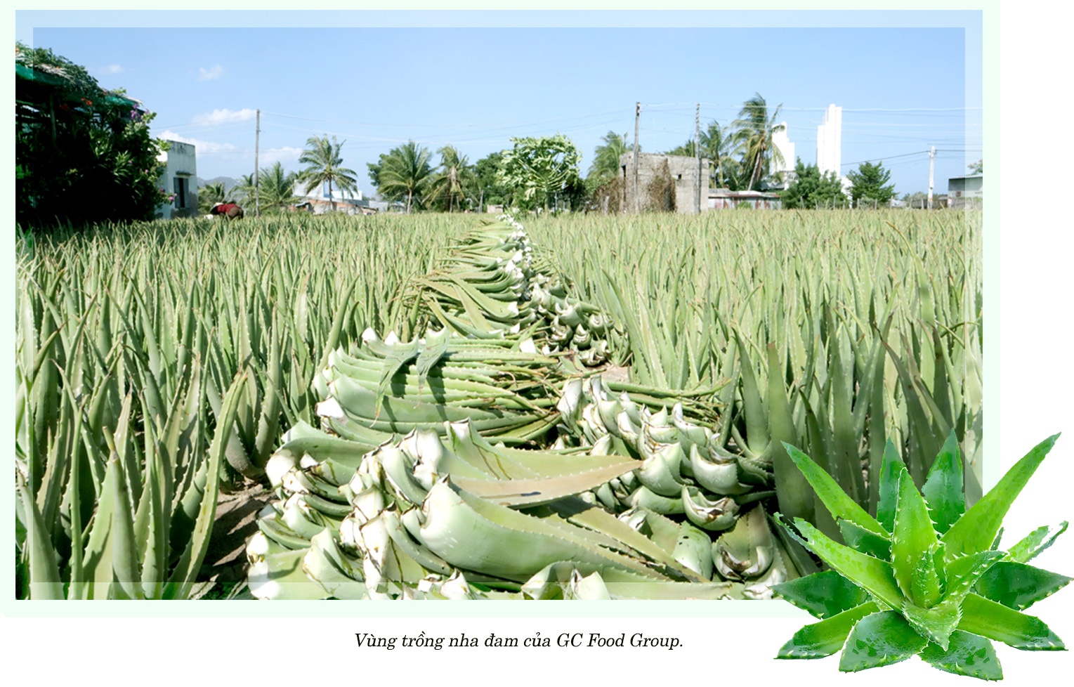 Nông nghiệp tuần hoàn chinh phục thị trường quốc tế Nông nghiệp tuần hoàn chinh phục thị trường quốc tế