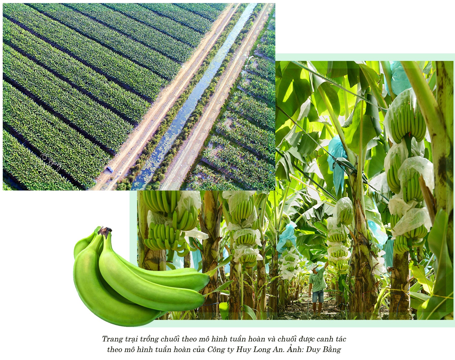 Nông nghiệp tuần hoàn chinh phục thị trường quốc tế Nông nghiệp tuần hoàn chinh phục thị trường quốc tế