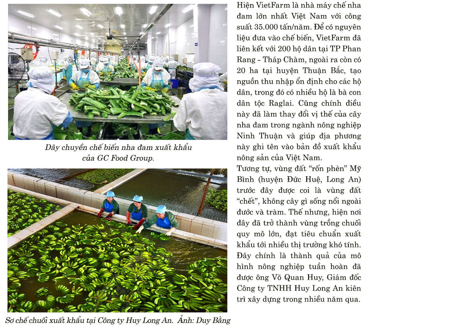 Nông nghiệp tuần hoàn chinh phục thị trường quốc tế Nông nghiệp tuần hoàn chinh phục thị trường quốc tế