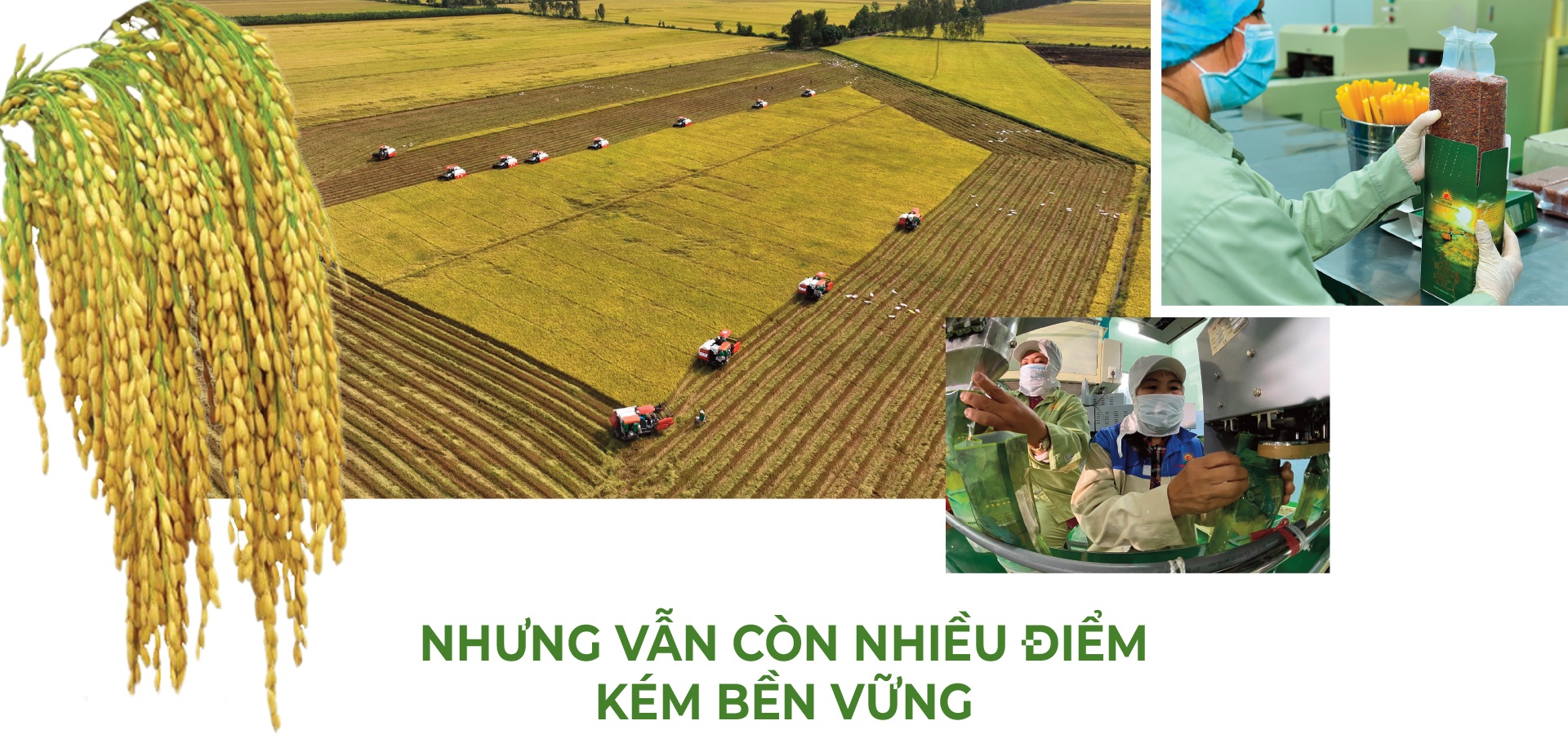 LONGFORM: Đường lớn đã mở tiếp tục đưa lúa gạo Việt Nam chiếm lĩnh thế giới