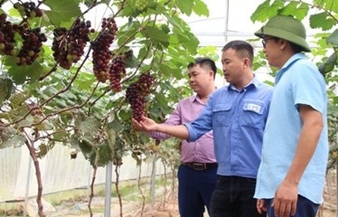 Chuyển đổi số: Đòn bẩy nâng tầm khu vực kinh tế hợp tác