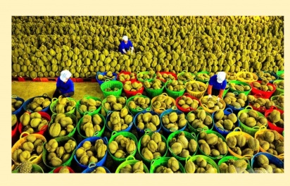INFOGRAPHIC: 10 thị trường xuất khẩu rau quả lớn nhất tính hết tháng 10/2025