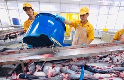 Xuất khẩu cá tra sang thị trường Trung Quốc tăng mạnh trở lại