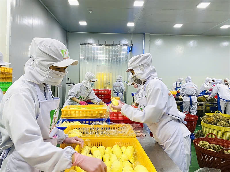 Podcast Hải quan Online tổng hợp tuần 4 tháng 9/2024 (từ ngày 16/9 đến 22/9/2024)