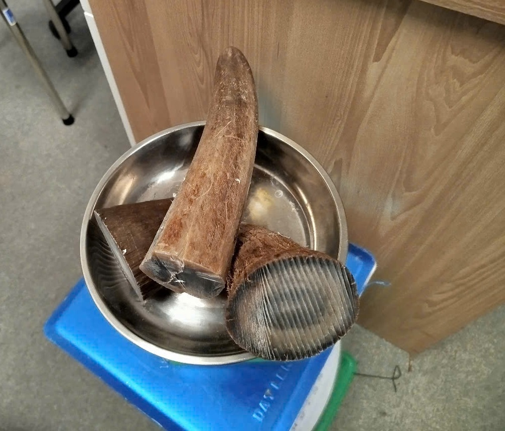 Hải quan sừng tê giác